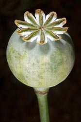 papaver somniferum bud thumbnail graphic